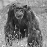 Ein Schwarzweiß-Foto der verstorbenen Schimpansen-Dame Jacky