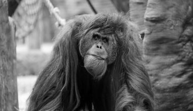 Orang-Utan Schubbi mit 53 gestorben