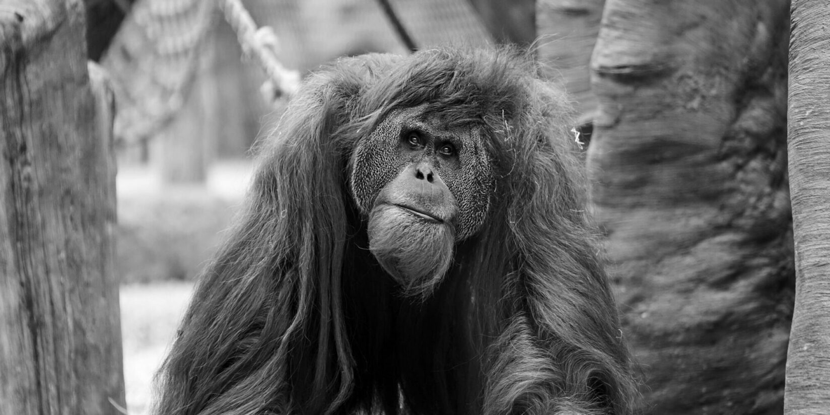 Orang-Utan Schubbi mit 53 gestorben