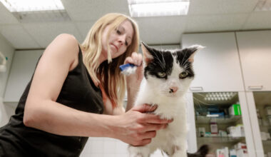 Fundtiere Oer-Erkenschwick: Tierheim Castrop übernimmt 2026