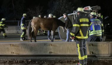 Pferdeanhänger kippt um, 5 Verletzte