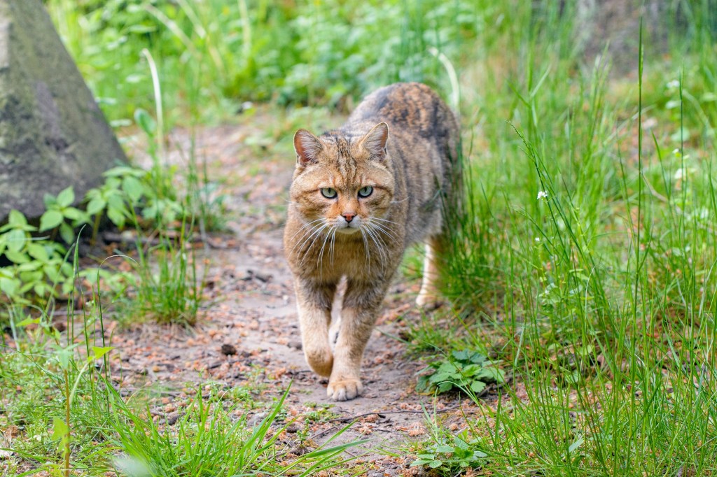 Wildkatze in der Natur