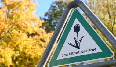 Berlin will mit Bundes-Sondervermögen eine Million Bäume pflanzen