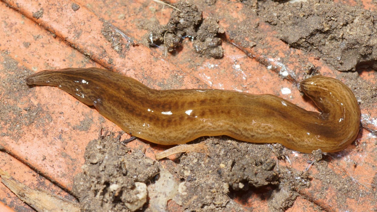 Gefahr für den Garten: Fleischfressender Wurm breitet sich in Europa aus | News