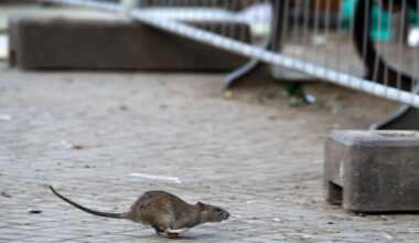 Ratten in Sachsens Städten – Abfall als Hauptursache
