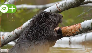 Naturschützer stoppen Umsiedlung von Sachsen nach Frankreich