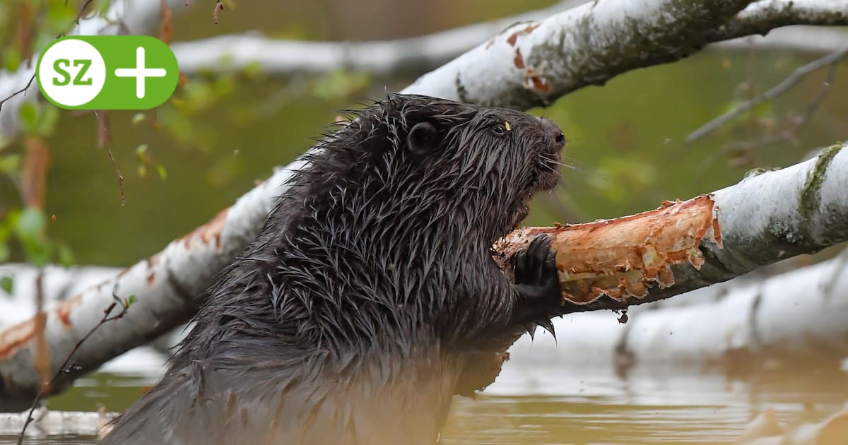Naturschützer stoppen Umsiedlung von Sachsen nach Frankreich