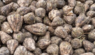 Niedersachsens Bauern erwarten gute Rübenernte