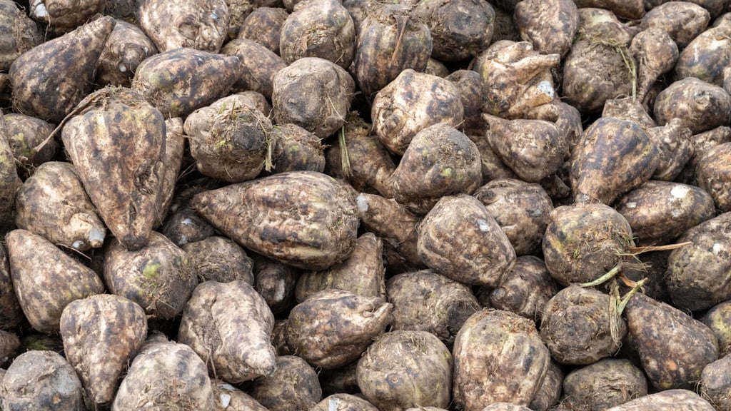 Niedersachsens Bauern erwarten gute Rübenernte