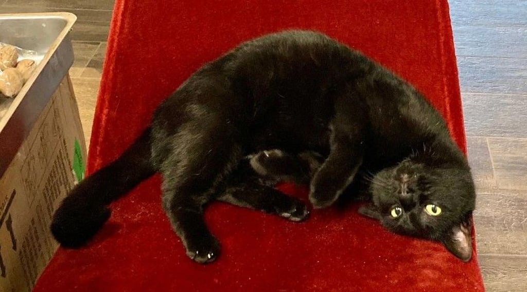 Der schwarze Katzen-Hafenmeister: Niemand weiß, wie er wirklich heißt. Aber alle wissen, dass er hier das Sagen hat.