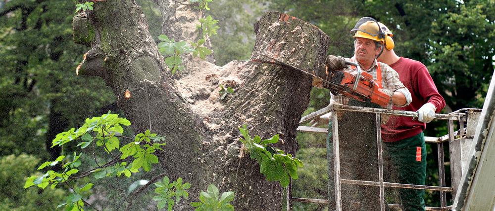 Baumfällung in Berlin.