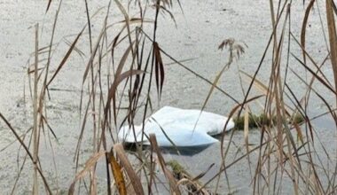 Vogelgrippe? Tote Schwäne im Wald in Siegburg gefunden
