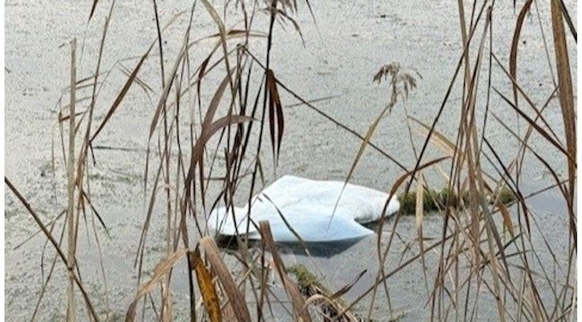 Vogelgrippe? Tote Schwäne im Wald in Siegburg gefunden