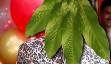 Dschungelcamp 2026: „Sommerhaus“-Star soll einziehen | Unterhaltung