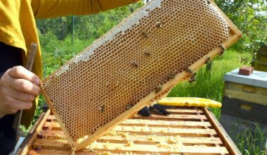 Bayerische Imker ernten deutlich weniger