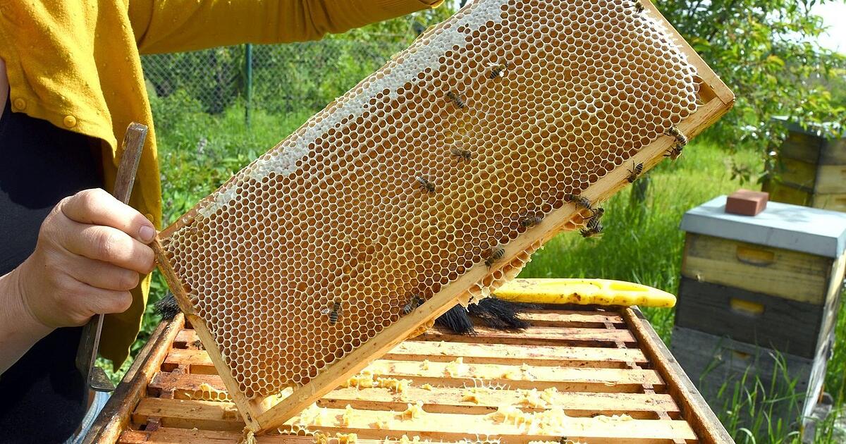 Bayerische Imker ernten deutlich weniger