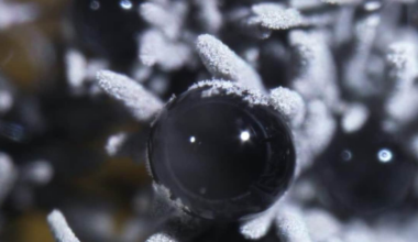 Im Verborgenen schlummern Tausende unentdeckte Arten in Deutschland