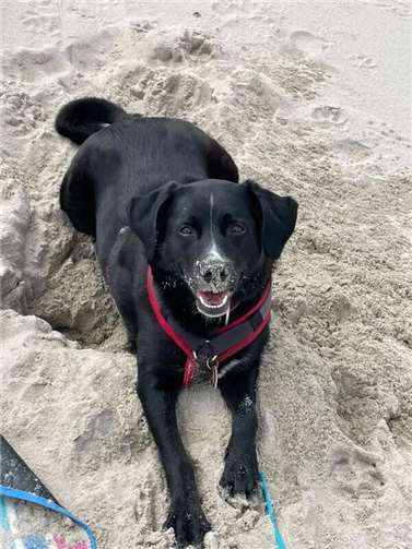 Abby (Andernach), Mischling, 4 Jahre alt.