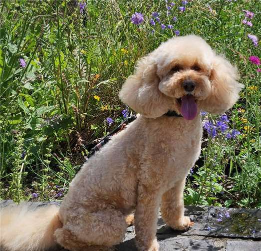 Angel (Linz), 11 Jahre alt. 