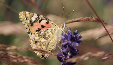 Bioblitz erfolgreich eingeschlagen - LokalKlick.eu