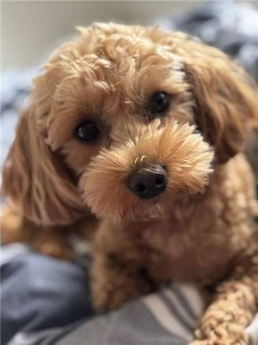 Bailey, 2-jähriges Maltipoomädchen.