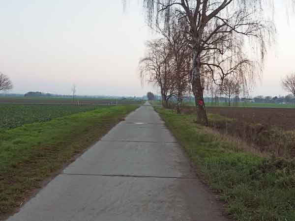 NLStBV pflanzt weitere 400 Bäume entlang von Bundes- und Landesstraßen