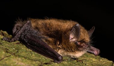 Eine der kleinsten Fledermäuse Sachsens ist die Nymphenfledermaus. Sie passt in eine Streichholzschachtel. © Hochfrequent