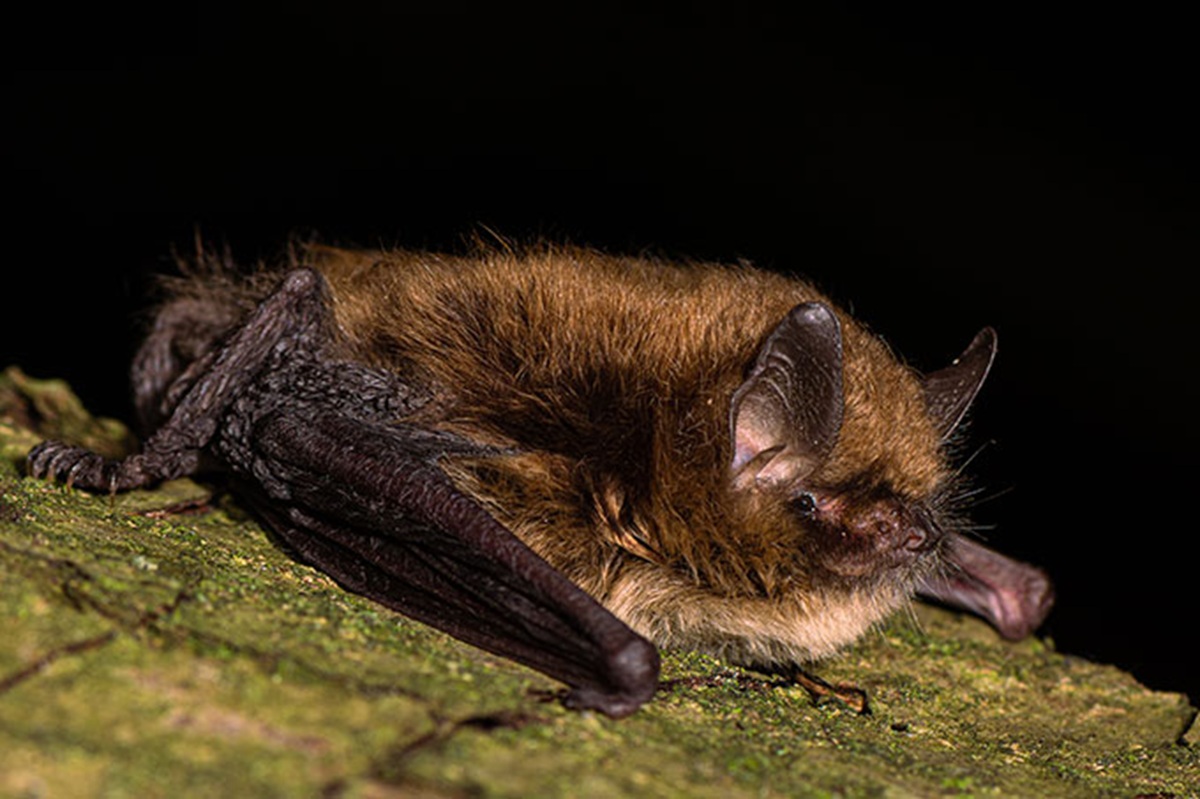 Eine der kleinsten Fledermäuse Sachsens ist die Nymphenfledermaus. Sie passt in eine Streichholzschachtel. © Hochfrequent