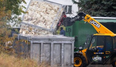 Berlin & Brandenburg: Ein Monat nach Ausbruch der Vogelgrippe in Brandenburg