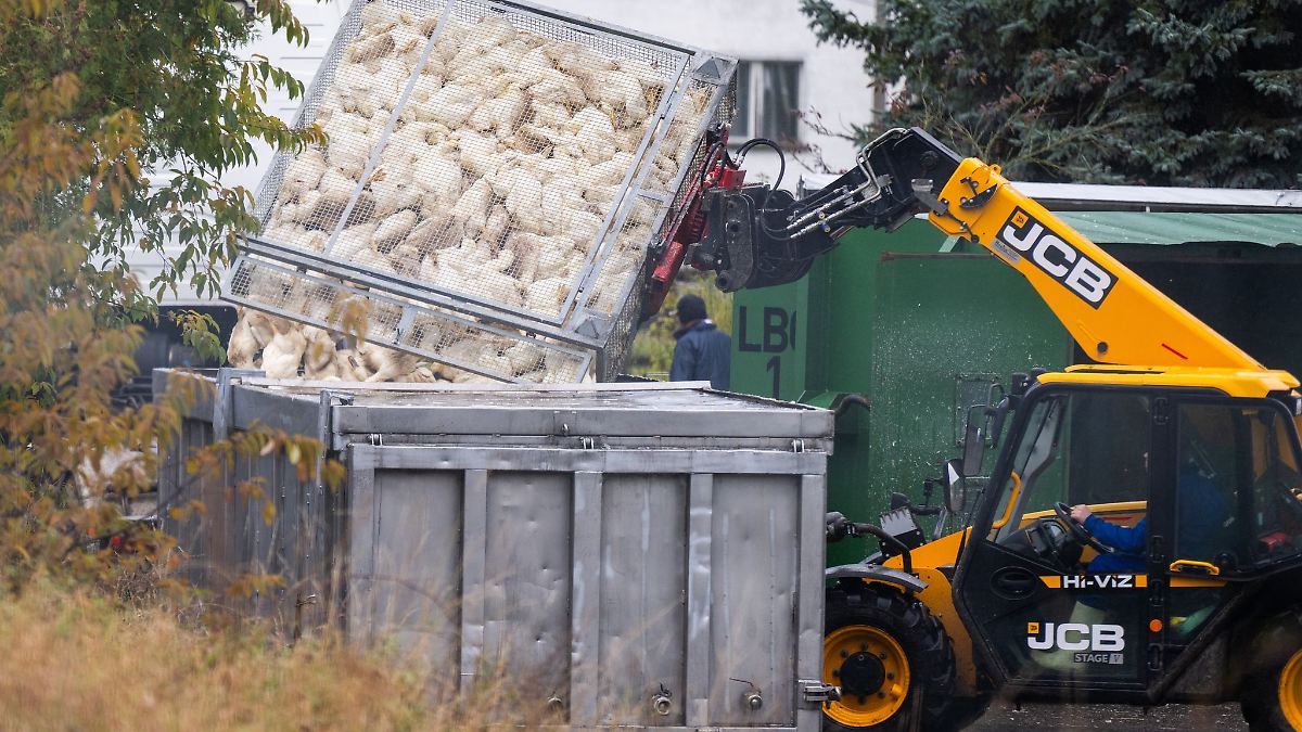 Berlin & Brandenburg: Ein Monat nach Ausbruch der Vogelgrippe in Brandenburg