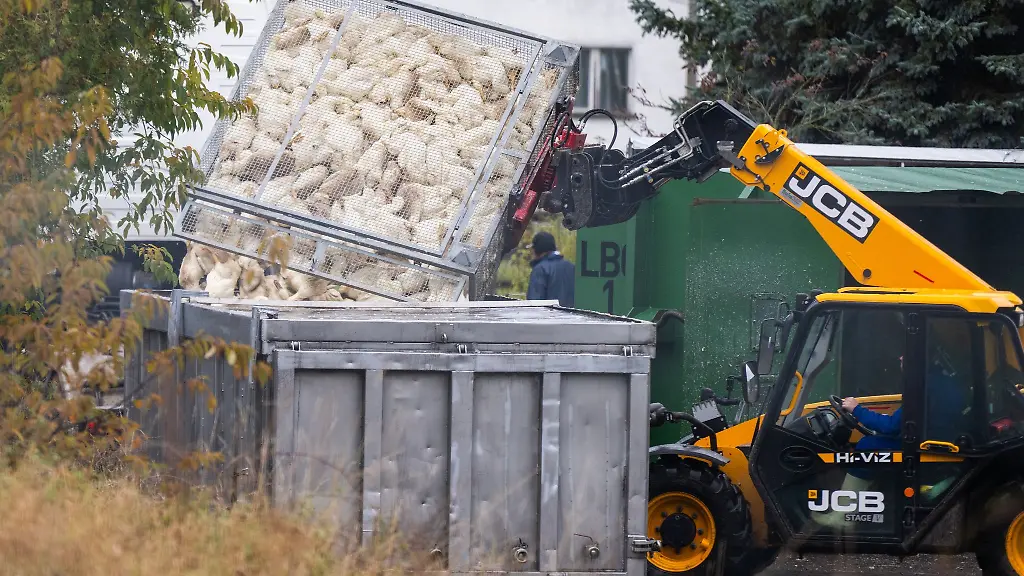 Bricht-in-einem-Betrieb-die-Vogelgrippe-aus-endet-das-fuer-zahlreiche-Tiere-toedlich