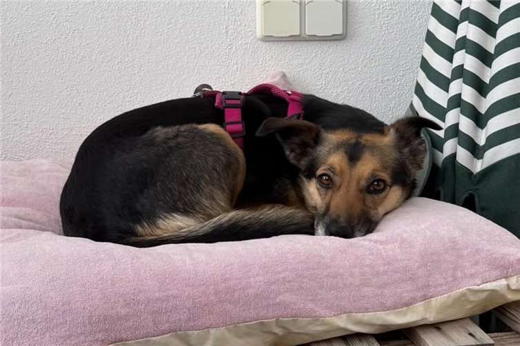 Chili (Bad Hönningen). Alle Fotos: privat