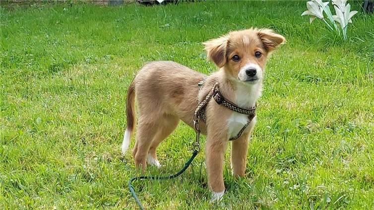 Cleo (Straßenhaus), 4 Monate alt. 