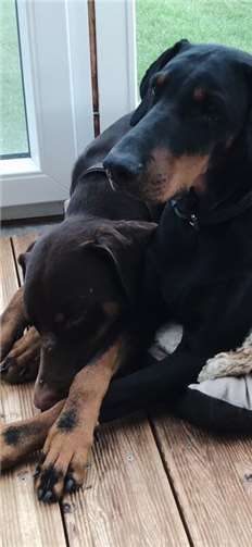 Cora (9 Jahre) und James (4 Jahre). 