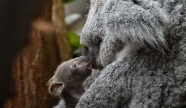 Knuddel-Koala klettert ins Leben! · Leipziger Zeitung