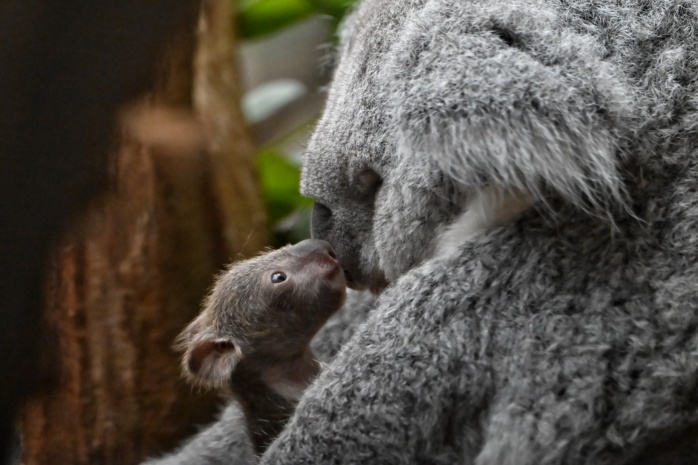 Knuddel-Koala klettert ins Leben! · Leipziger Zeitung