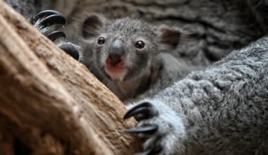 Spitzt die Ohren: Das Leipziger Koala-Baby ist neugierig auf das Leben. Foto: Benjamin Weinkauf