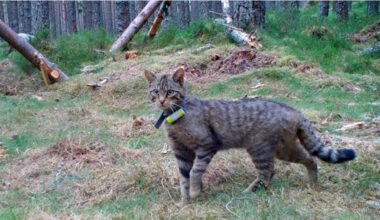 Auswilderung von Wildkatzen: Zoo Duisburg stellt Tiere bereit