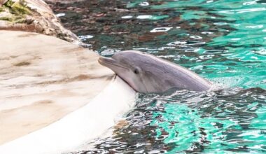 Trotz Verbot: Frankreich plant neues Delfinarium