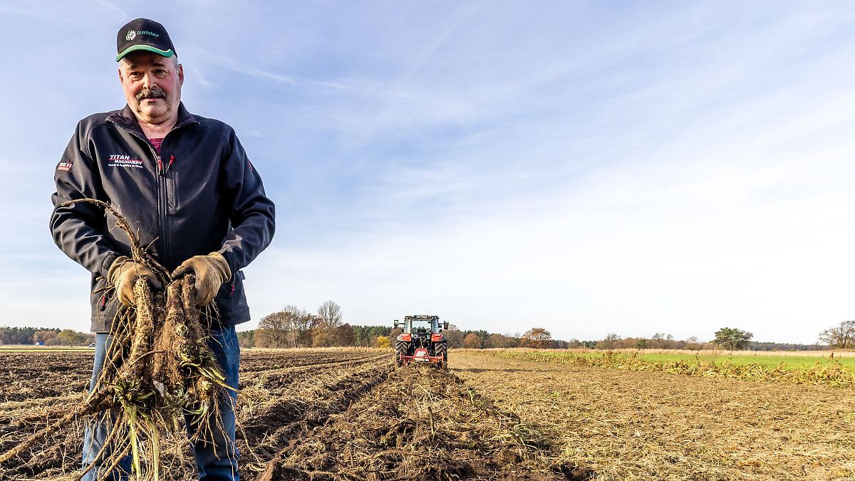 Berlin & Brandenburg: Je dicker, desto schärfer: Spreewald-Meerrettich ist rar