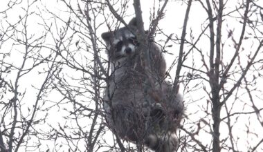 Niedersachsen & Bremen: Waschbär in Baumkrone sorgt für Aufsehen