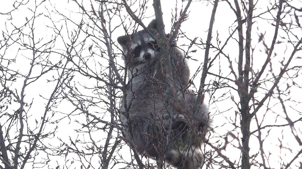 Niedersachsen & Bremen: Waschbär in Baumkrone sorgt für Aufsehen