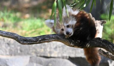 Niedersachsen & Bremen: Zoo Hannover trauert um Jungtier: Kleiner Panda gestorben