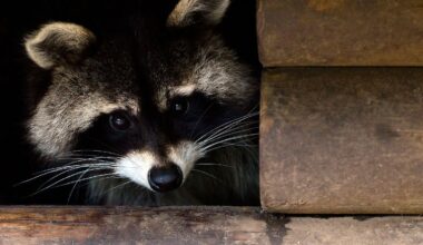 Hamburg & Schleswig-Holstein: Hamburger CDU-Fraktion will Waschbären kastrieren lassen