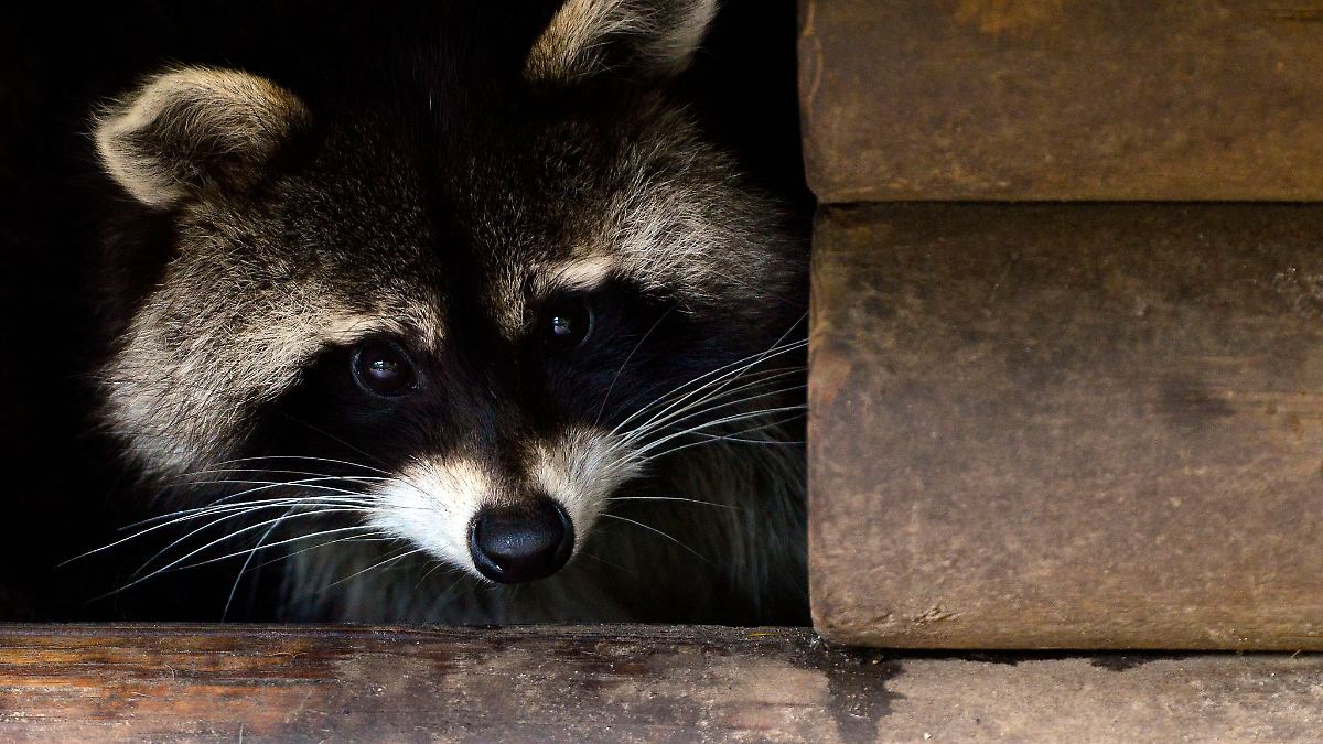 Hamburg & Schleswig-Holstein: Hamburger CDU-Fraktion will Waschbären kastrieren lassen