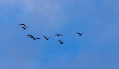 Berlin & Brandenburg: Neuer Vogelgrippe-Fall in Betrieb mit 10.000 Pekingenten