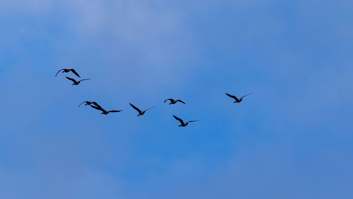 Berlin & Brandenburg: Neuer Vogelgrippe-Fall in Betrieb mit 10.000 Pekingenten
