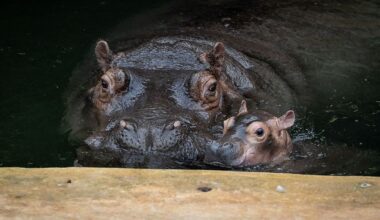 Berlin & Brandenburg: Flusspferd-Baby geht auf erste öffentliche Erkundungstour