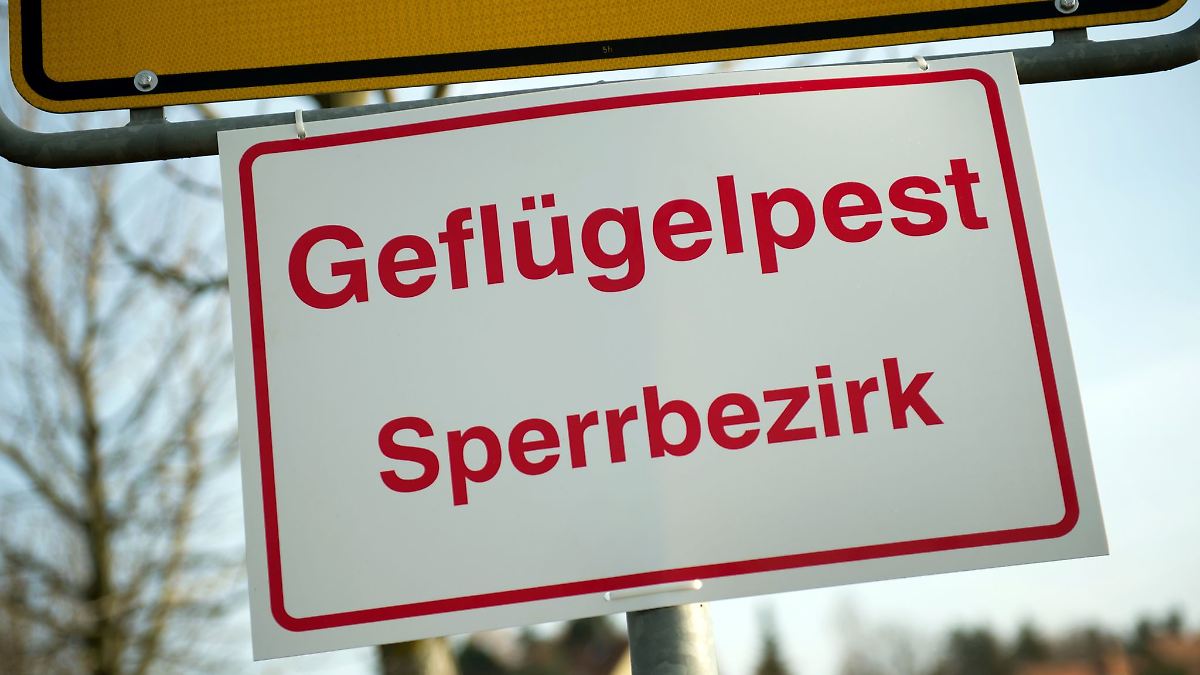 Niedersachsen & Bremen: Geflügelpest in Putenbetrieb in Friesoythe bestätigt