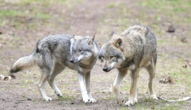 Berlin & Brandenburg: Brandenburg will keine Quotenjagd auf den Wolf